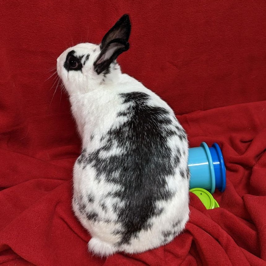 Polaris , an adoptable English Spot in Columbia, MD image 4/4