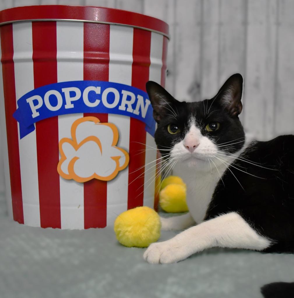 Mark, Adoptable, Adult Male Domestic Short Hair.