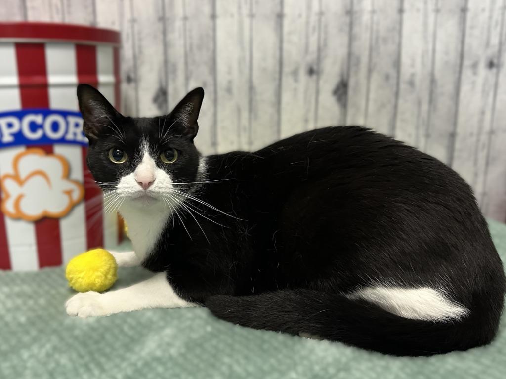 Mark, Adoptable, Adult Male Domestic Short Hair.