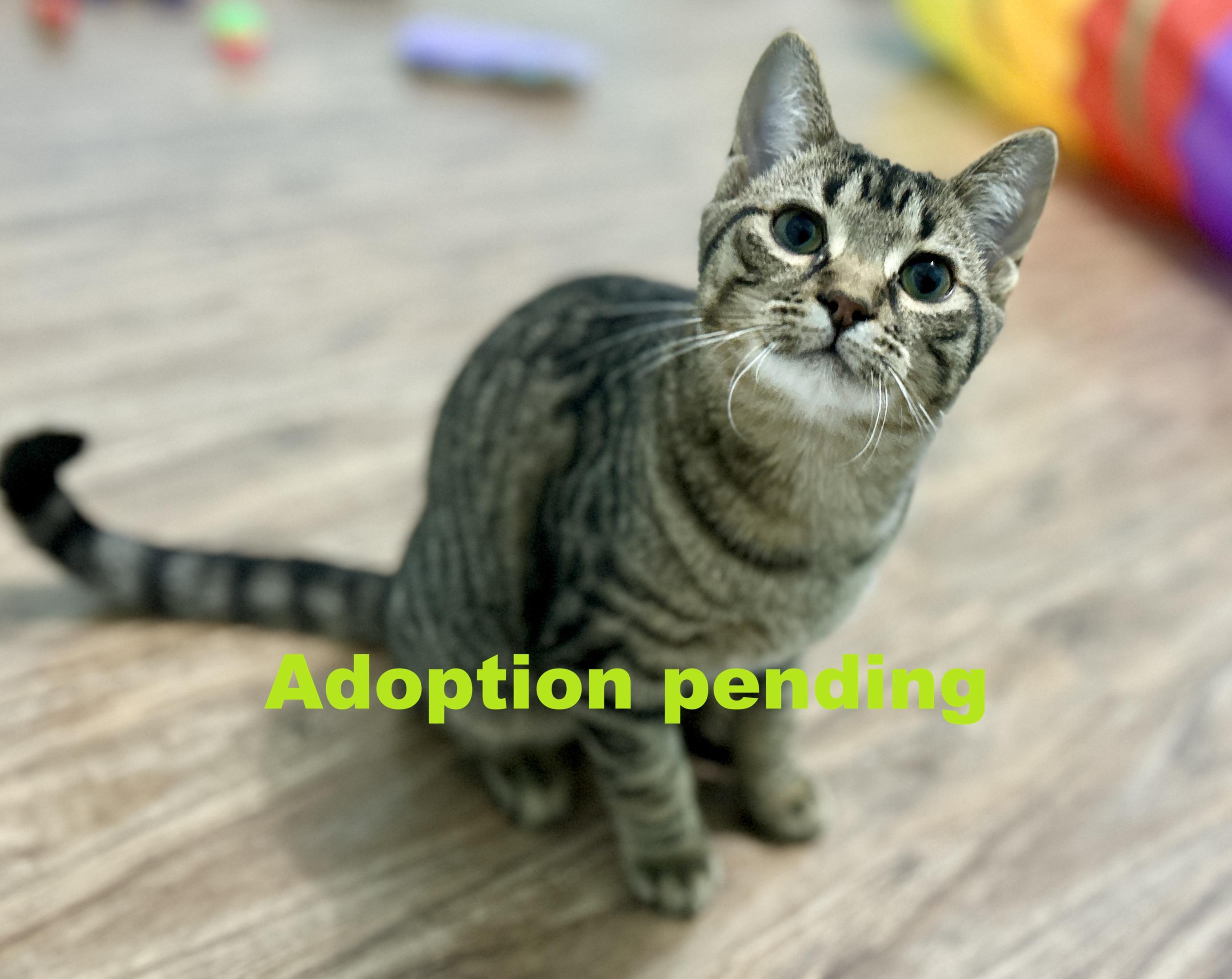 Eek, ADOPTABLE, Kitten Male Domestic Short Hair.