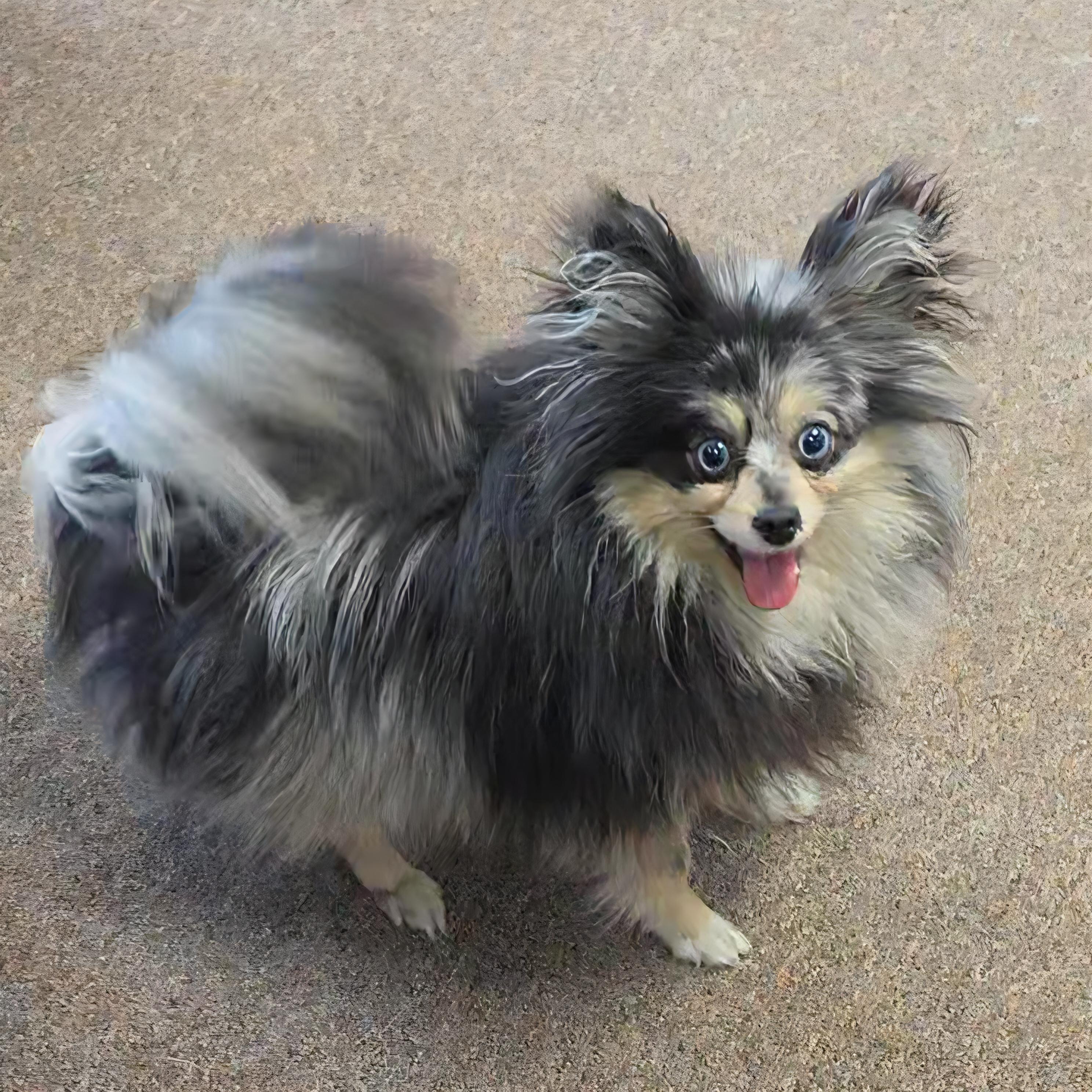 Enlarge Esmerelda , an adopted Pomeranian in LaGrange, IN image 4/6