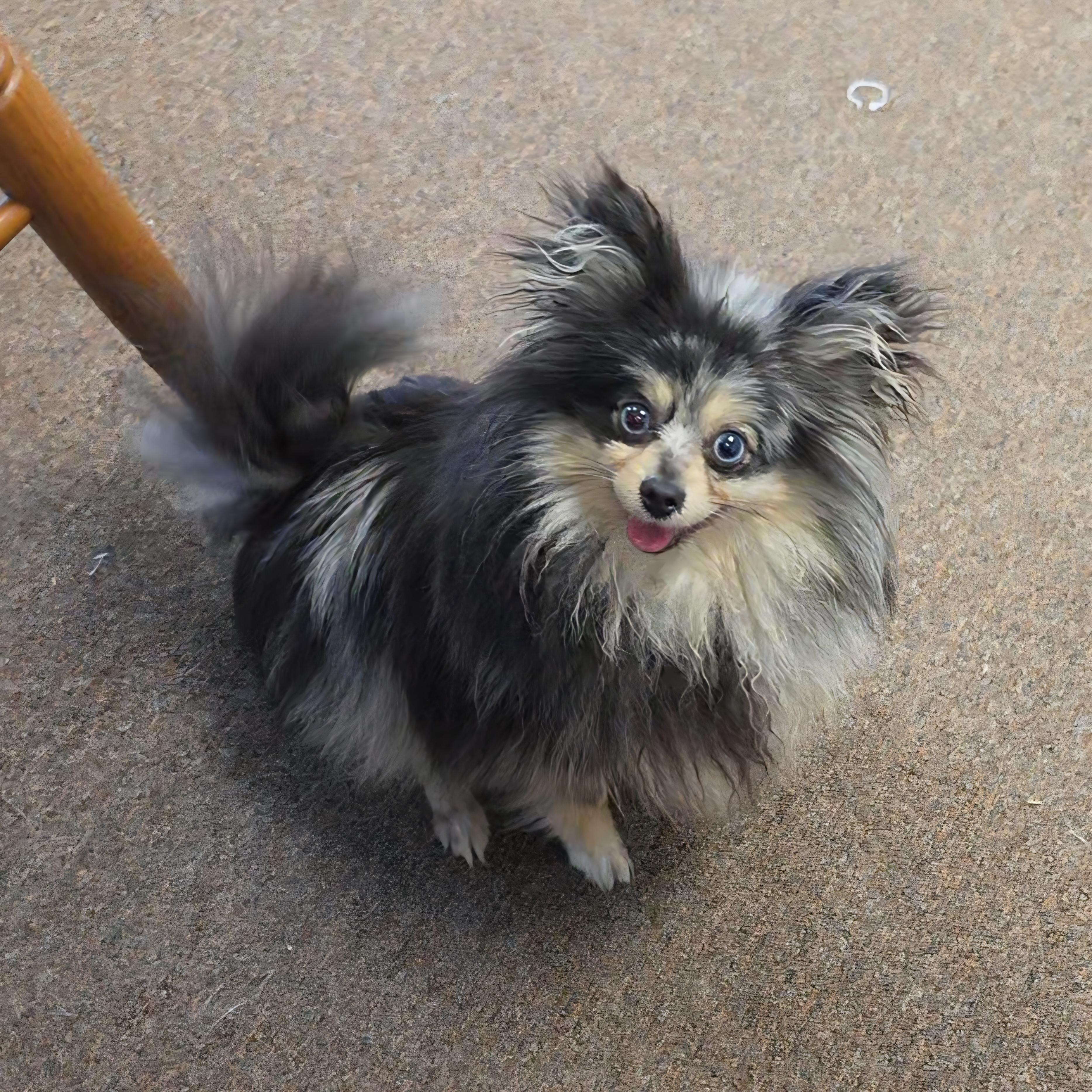 Enlarge Esmerelda , an adopted Pomeranian in LaGrange, IN image 5/6