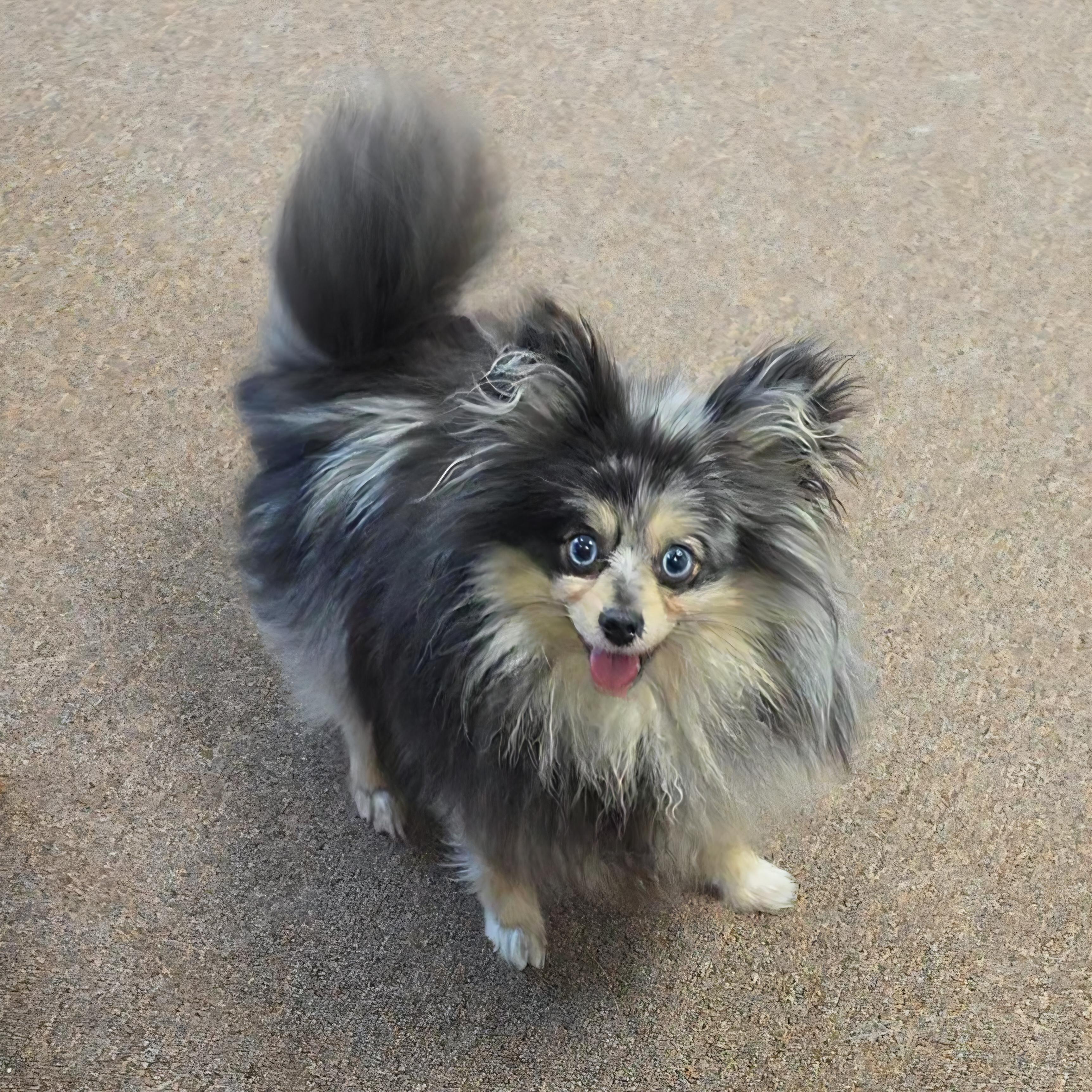 Enlarge Esmerelda , an adopted Pomeranian in LaGrange, IN image 2/6