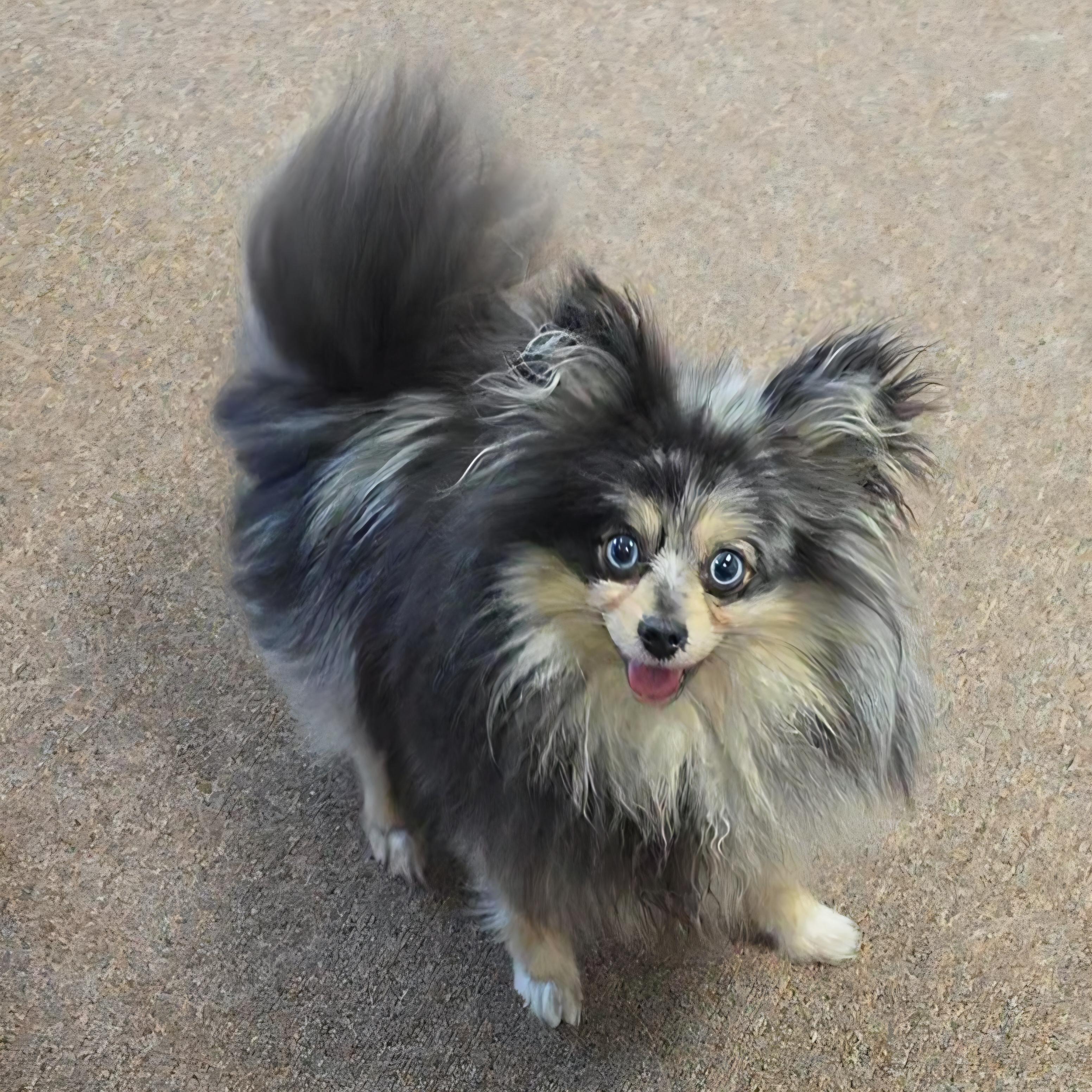 Enlarge Esmerelda , an adopted Pomeranian in LaGrange, IN image 6/6
