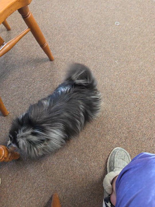 Enlarge Esmerelda , an adopted Pomeranian in LaGrange, IN video 3/6