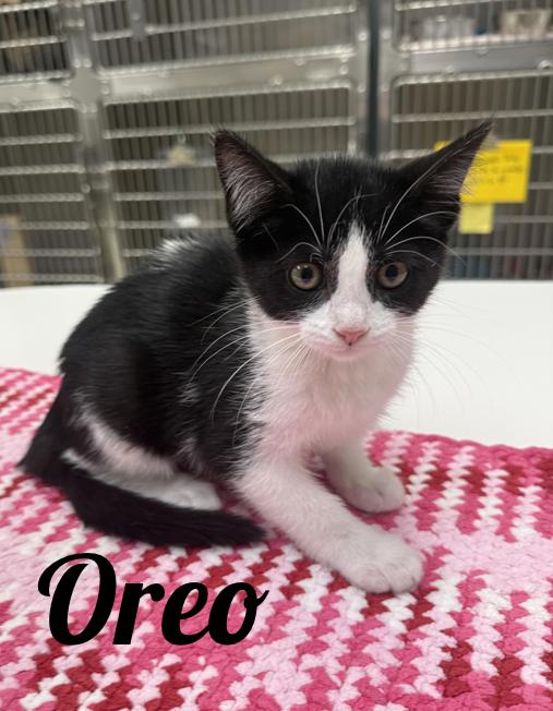Oreo, Adoptable, Young Female Domestic Short Hair.