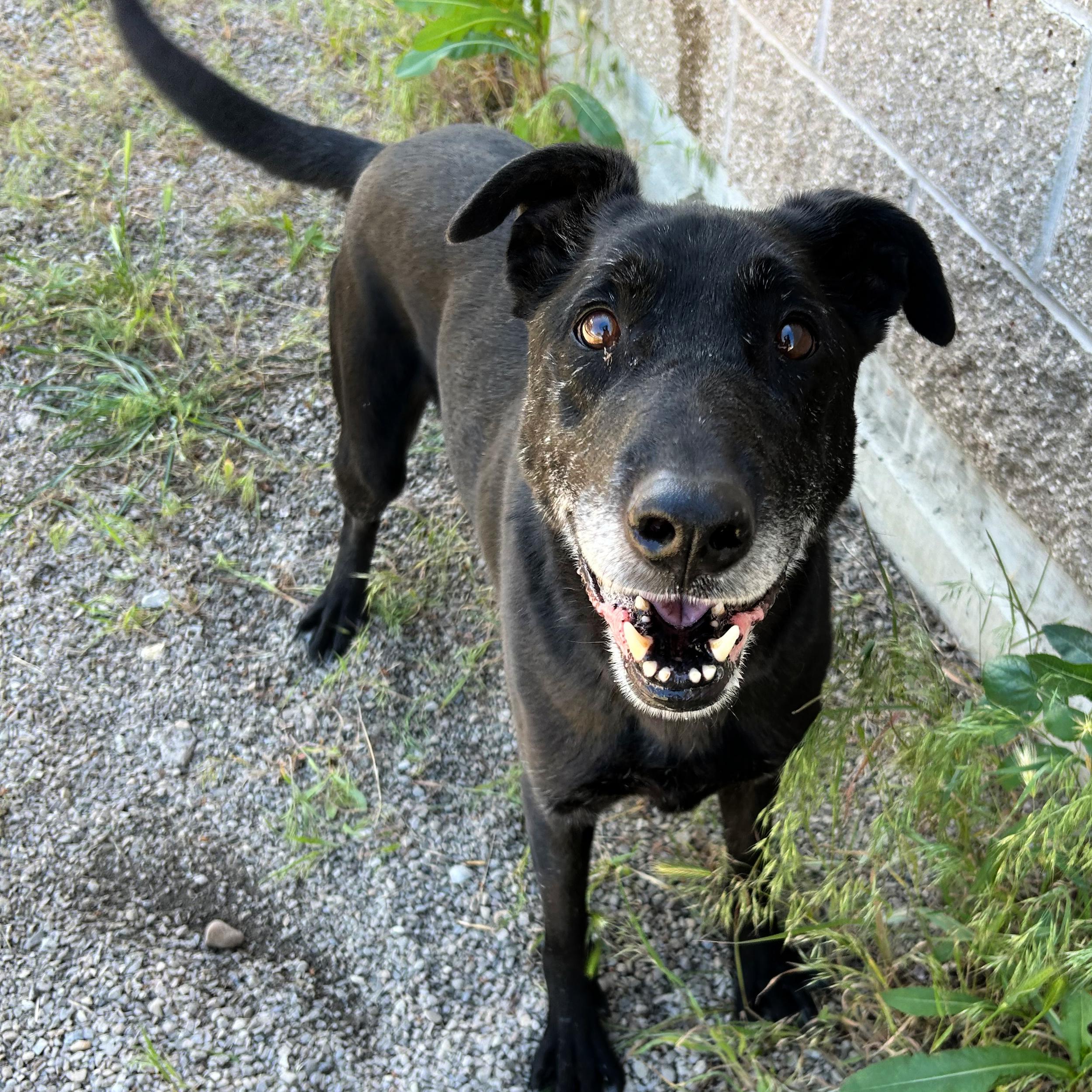 Jet, a ADOPTABLE mixed breed in Lindon, UT image 1/5