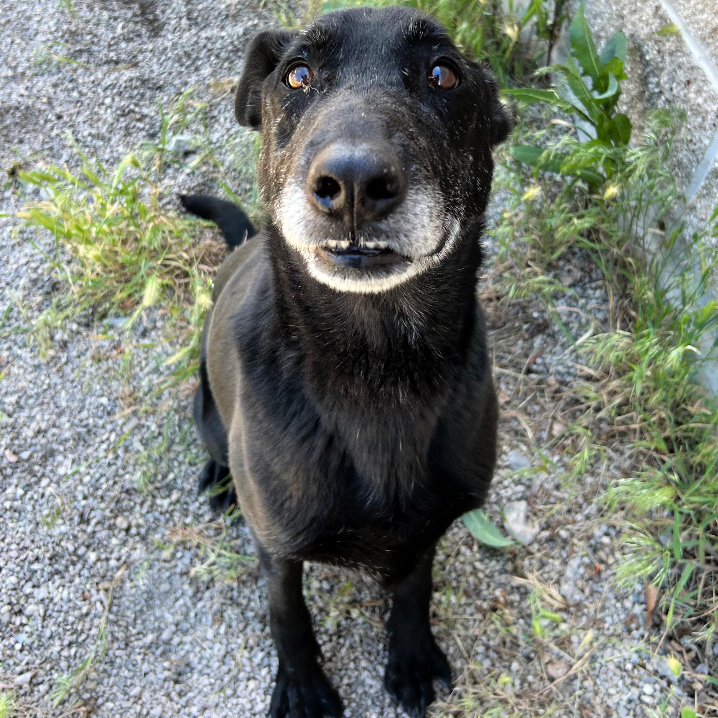 Jet, a ADOPTABLE mixed breed in Lindon, UT image 3/5