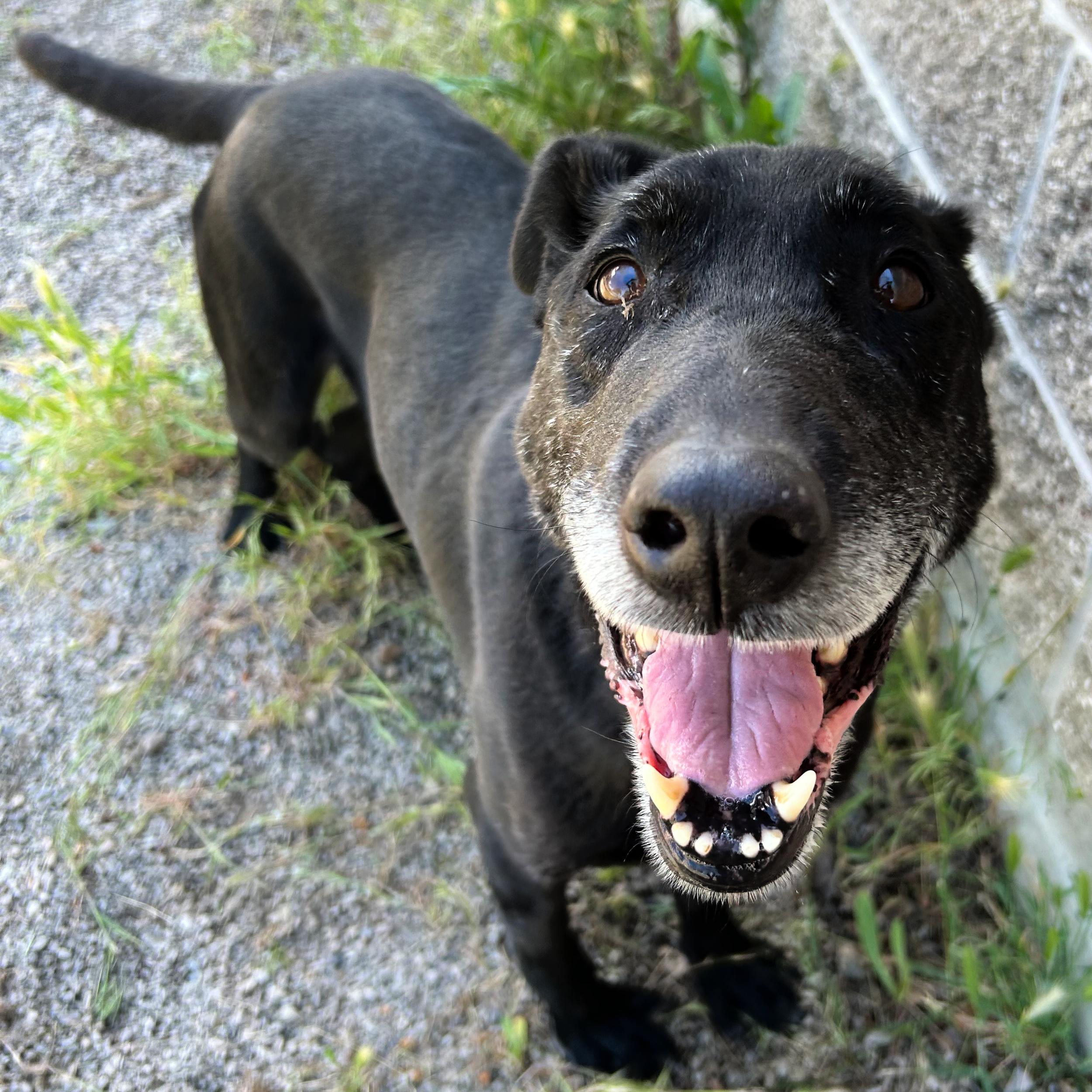 Jet, a ADOPTABLE mixed breed in Lindon, UT image 4/5