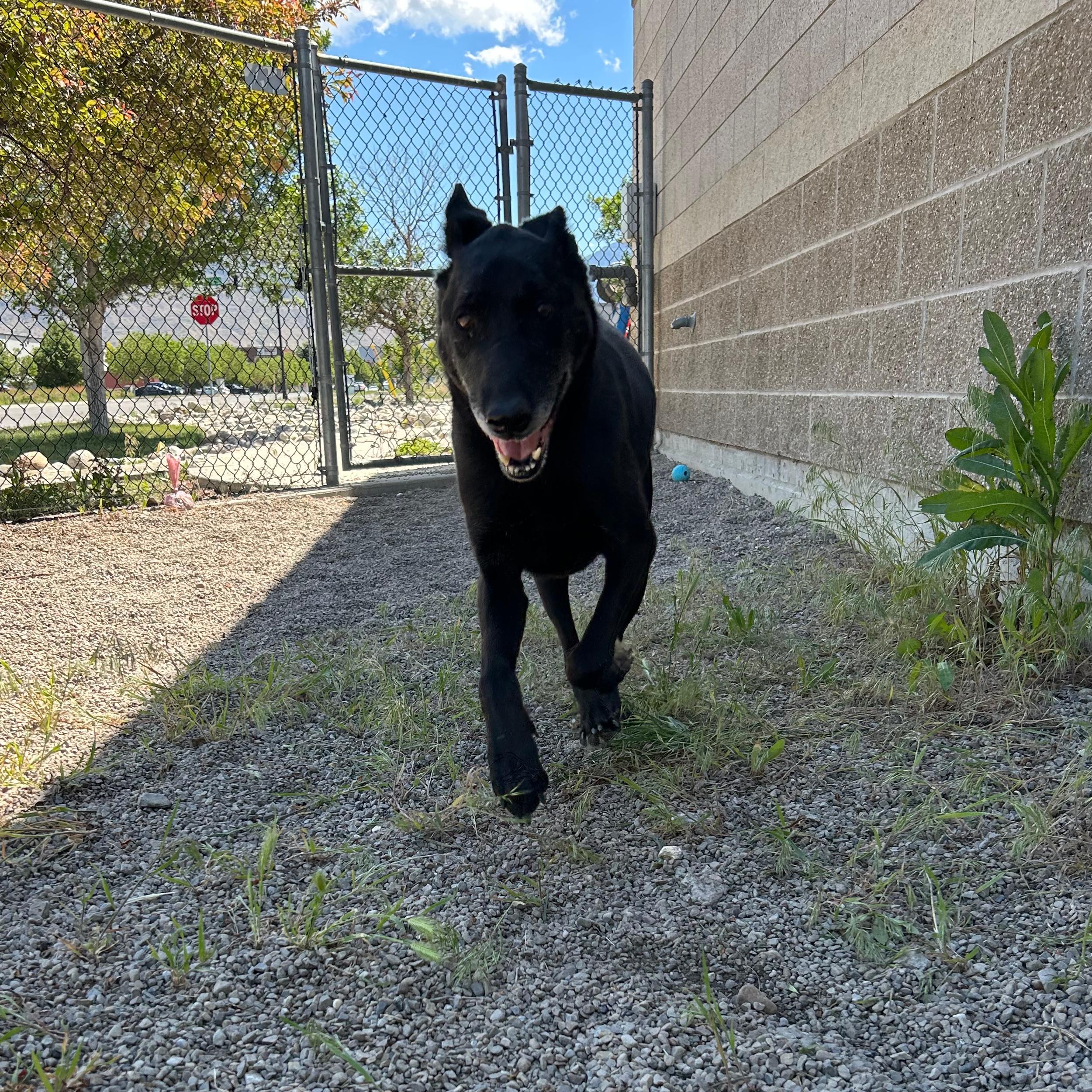 Jet, a ADOPTABLE mixed breed in Lindon, UT image 2/5