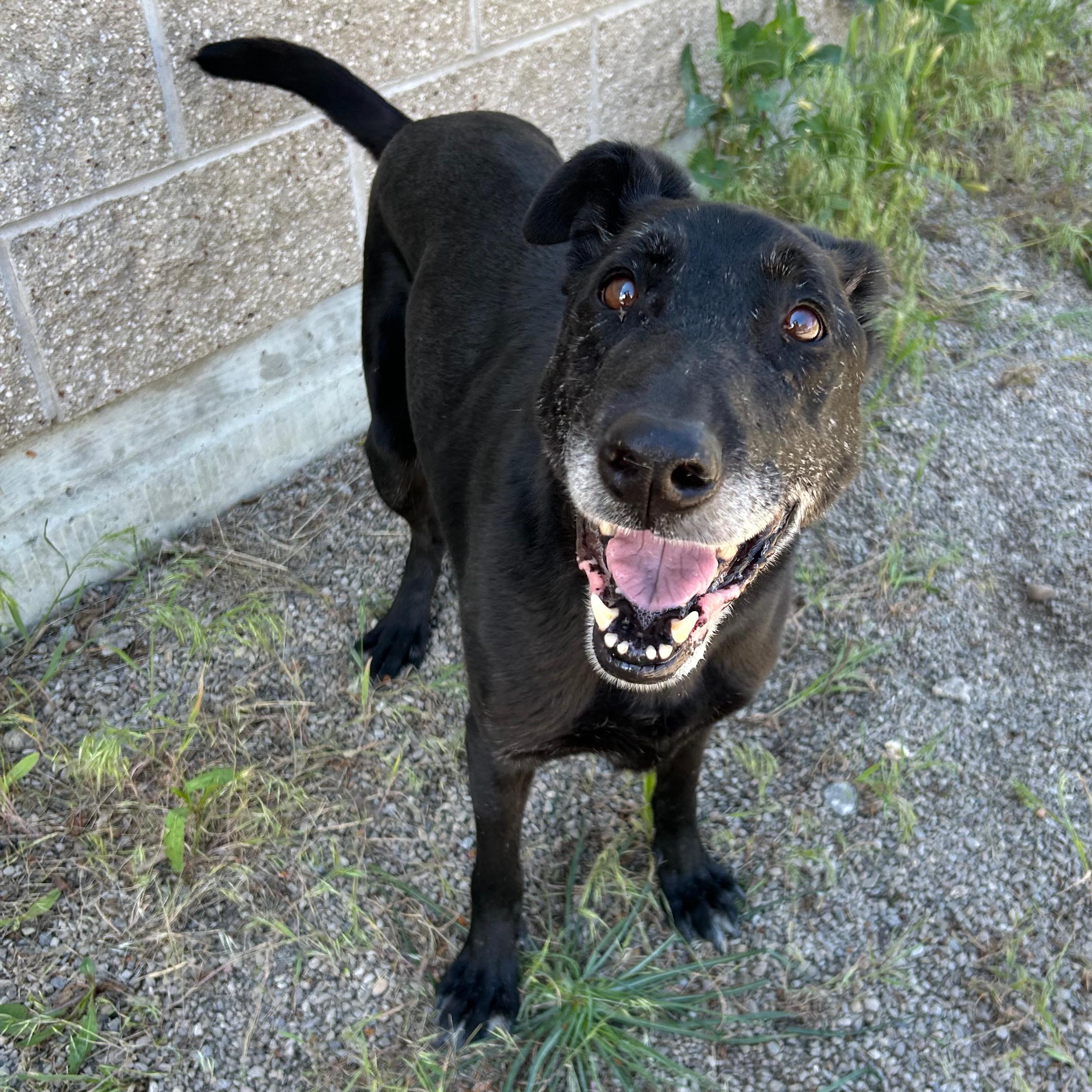 Jet, a ADOPTABLE mixed breed in Lindon, UT image 5/5
