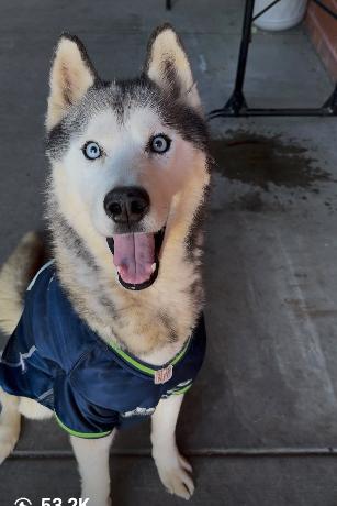 Lobo, adopted, Adult Male Siberian Husky.