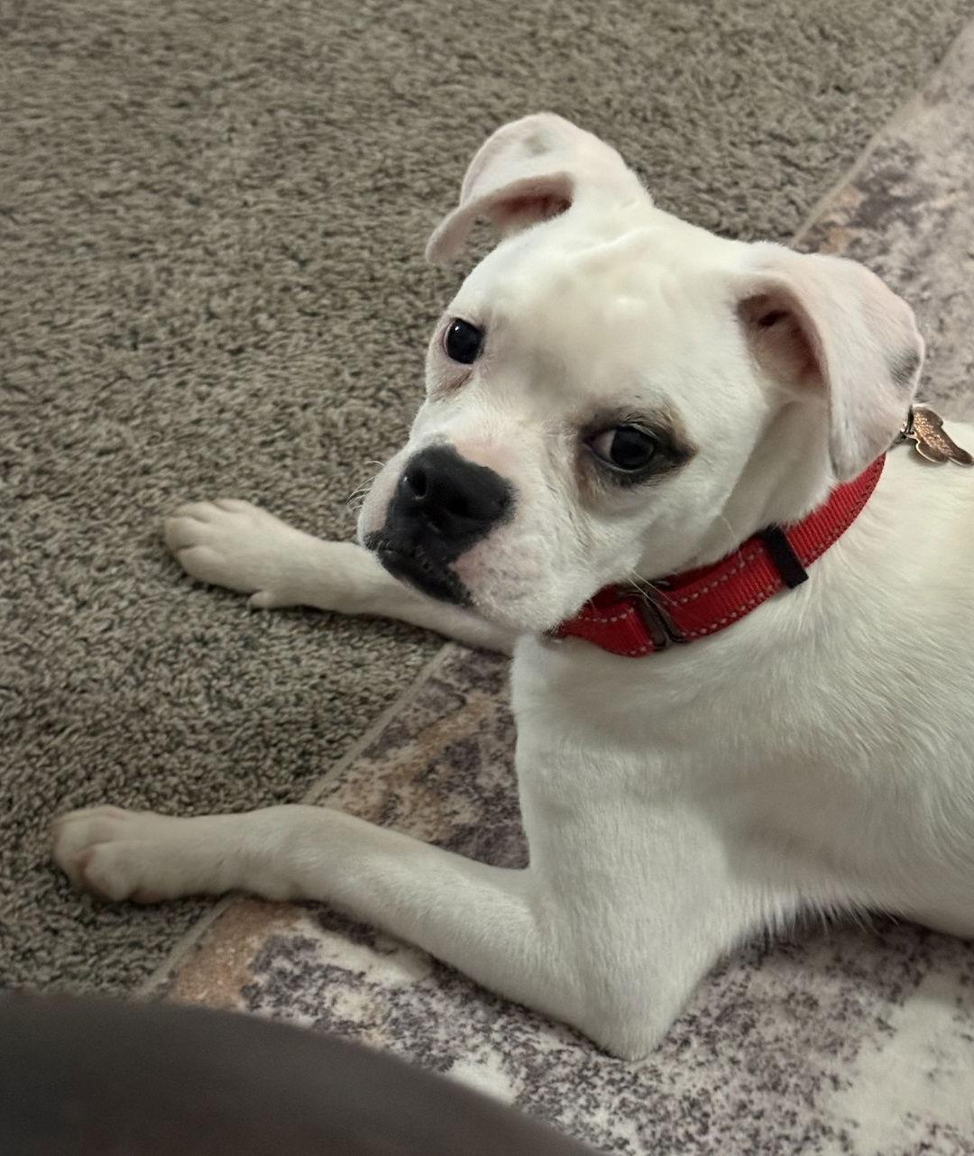 Enlarge Zelia, a Adoptable Boxer in Woodbury, MN image 1/1