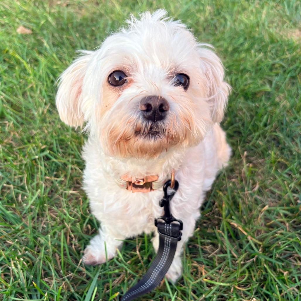 Pearl, Adoptable, Adult Female Maltese.