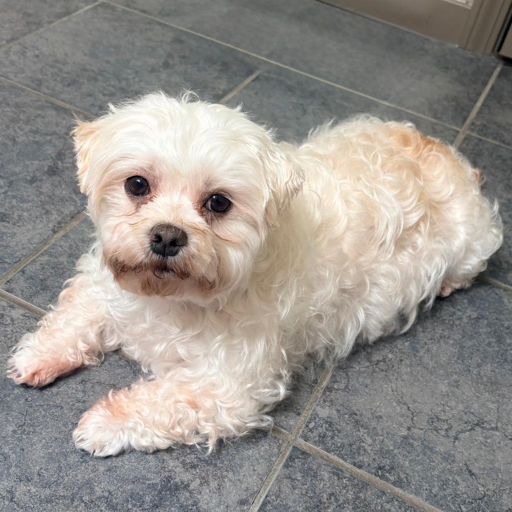 Enlarge Pearl, a Adoptable Maltese in Cincinnati, OH image 2/4