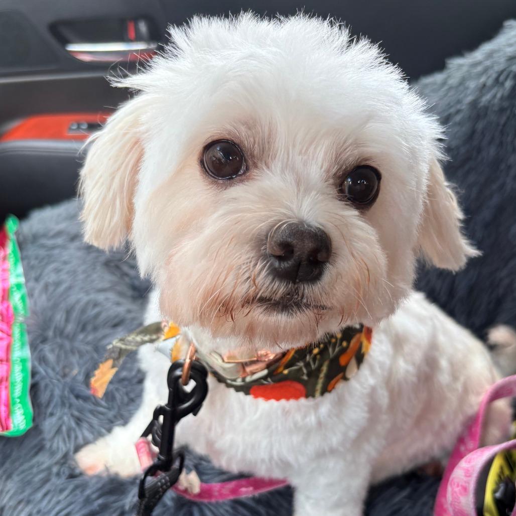 Enlarge Pearl, a Adoptable Maltese in Cincinnati, OH image 3/4