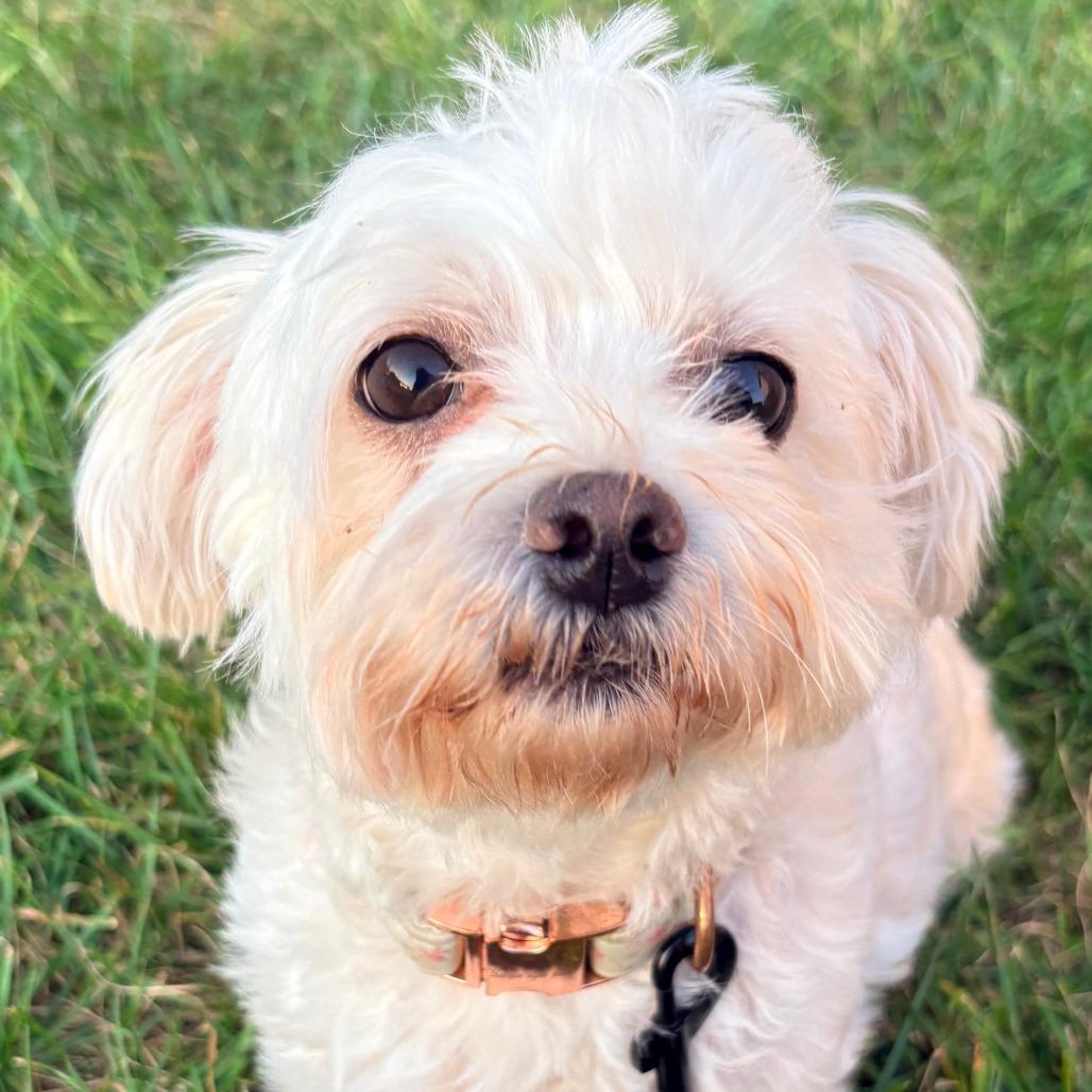 Enlarge Pearl, a Adoptable Maltese in Cincinnati, OH image 4/4