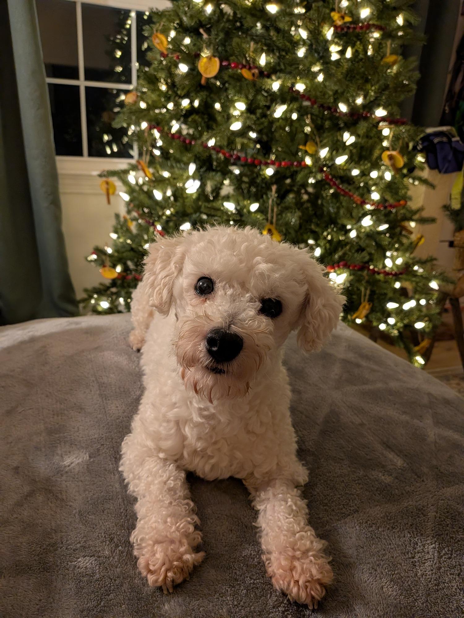 Rowdy-Adopted, ADOPTABLE, Young Male Poodle & Mixed Breed.