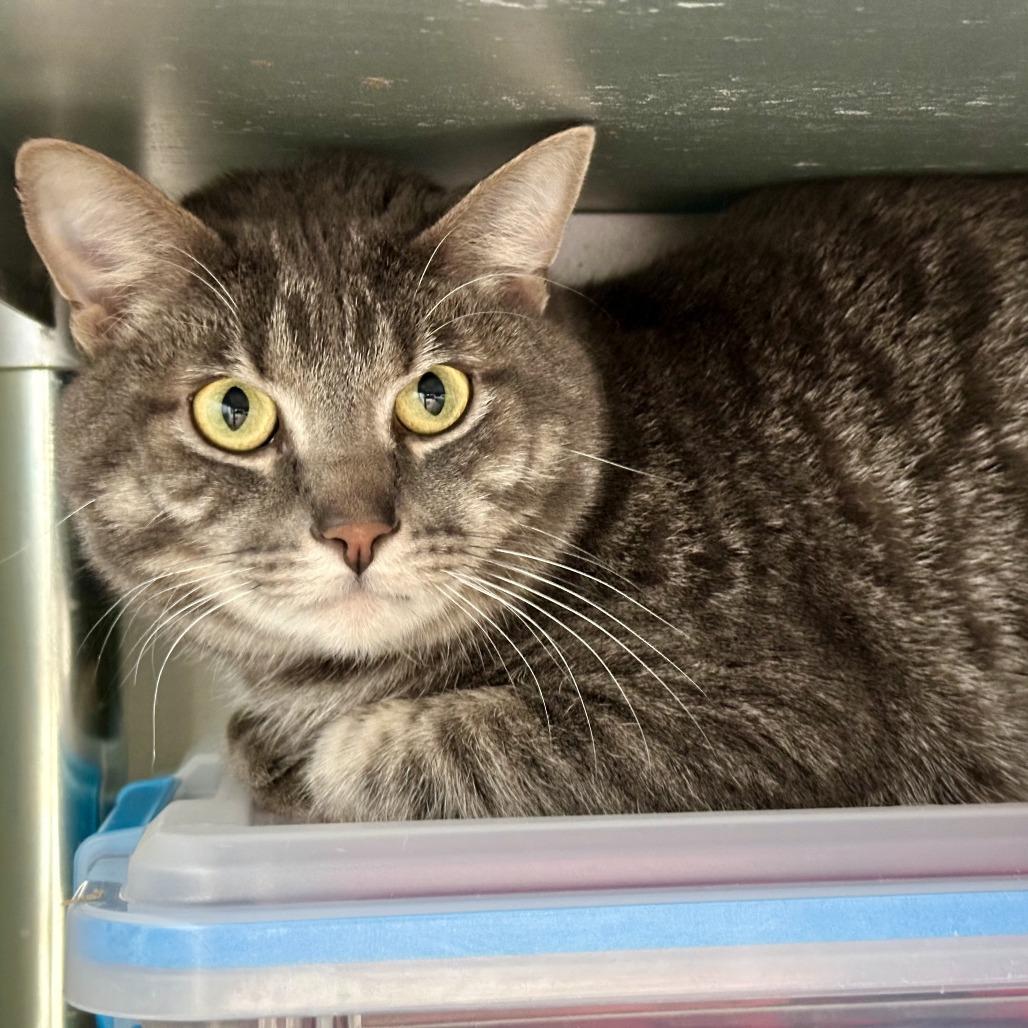 Enlarge Mokie, a Adoptable mixed breed in Durango, CO image 1/6