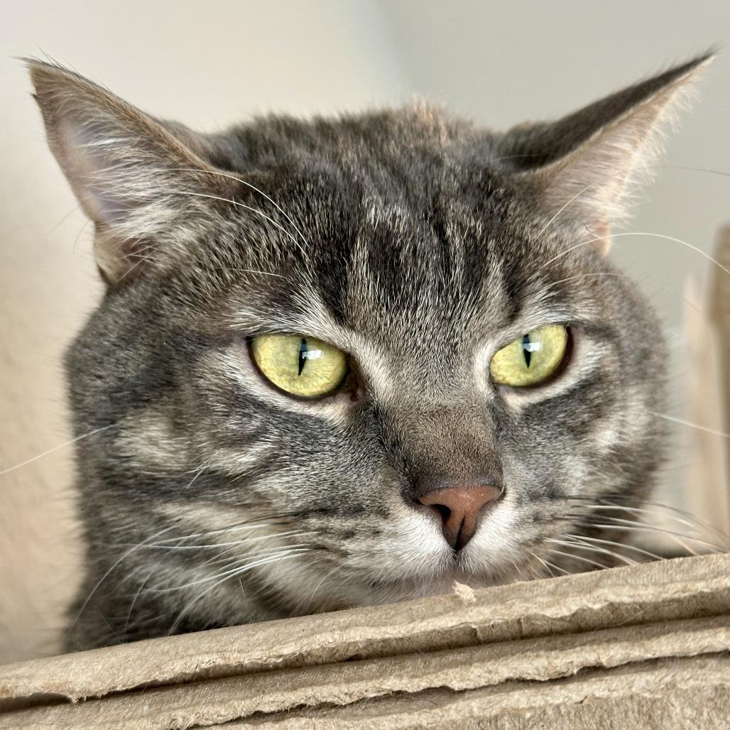 Mokie, Adoptable, Adult Male American Shorthair & Domestic Short Hair.