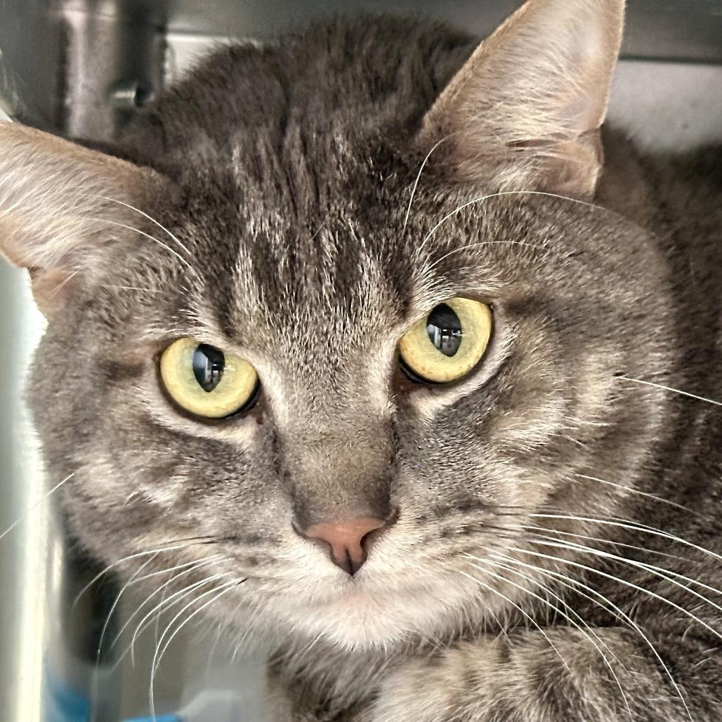 Enlarge Mokie, a Adoptable mixed breed in Durango, CO image 3/6