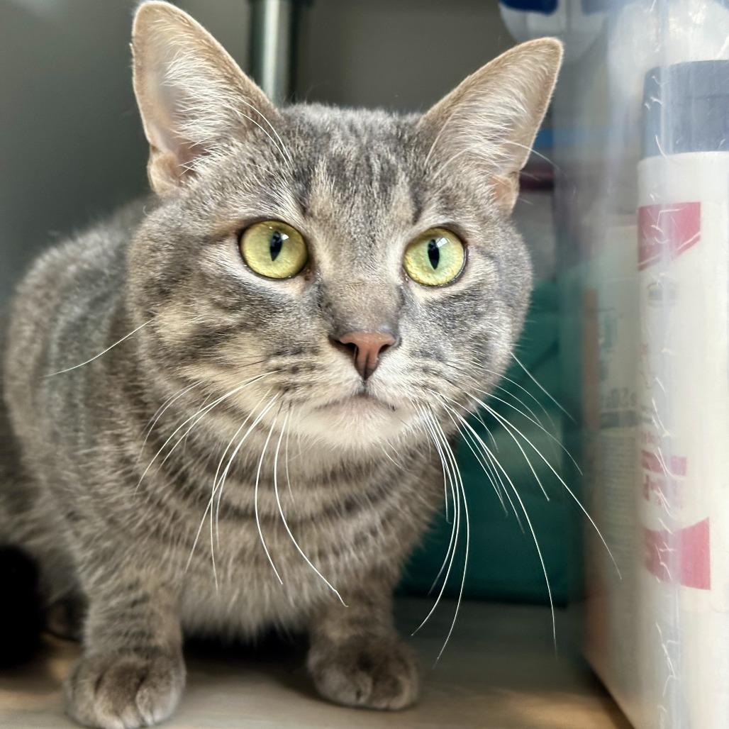 Enlarge Mokie, a Adoptable mixed breed in Durango, CO image 4/6