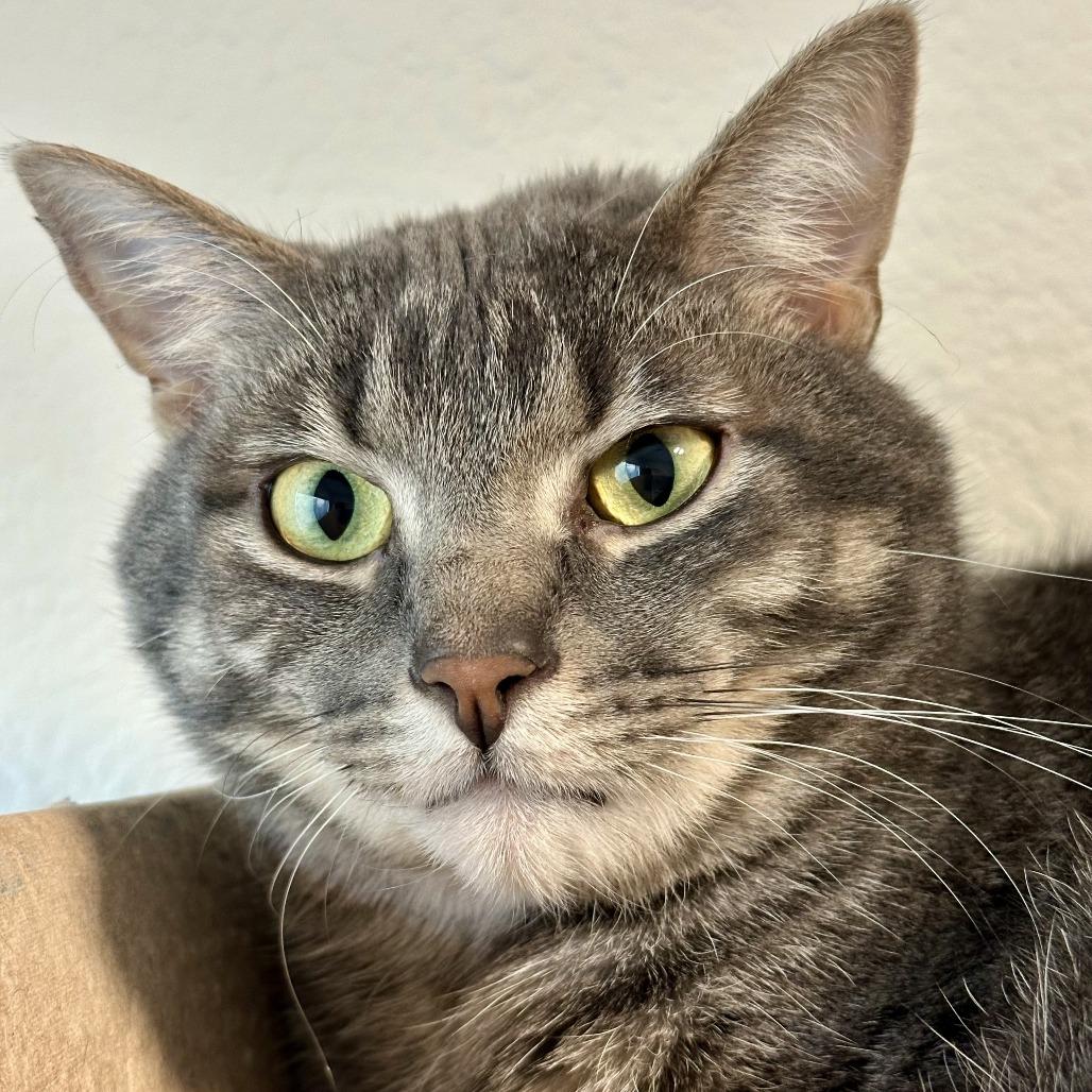 Enlarge Mokie, a Adoptable mixed breed in Durango, CO image 5/6