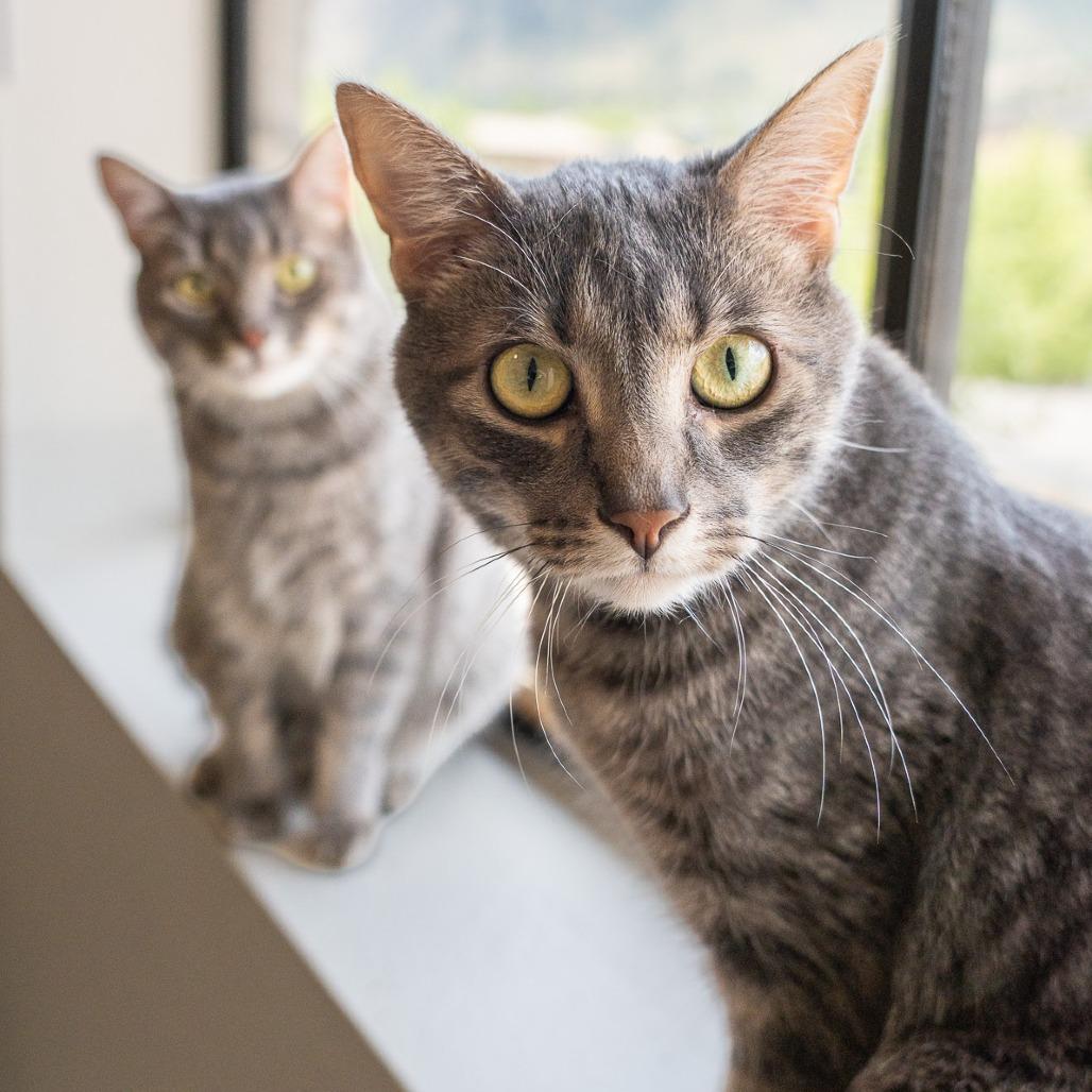 Enlarge Mokie, a Adoptable mixed breed in Durango, CO image 6/6