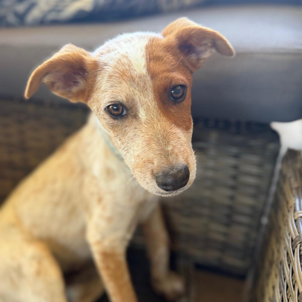 Dash, Adoptable, Puppy Male Cattle Dog.