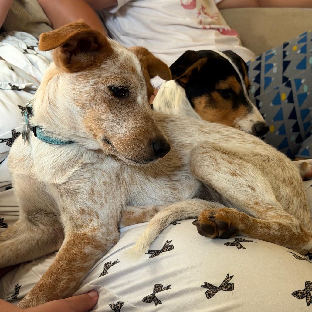 Enlarge Dash, a Adoptable Cattle Dog in Sacramento, CA image 2/6