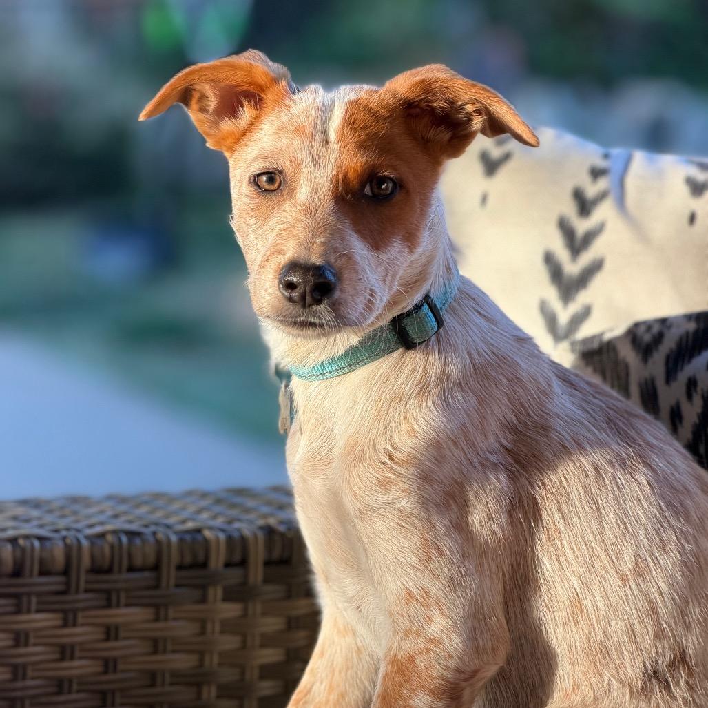 Enlarge Dash, a Adoptable Cattle Dog in Sacramento, CA image 3/6