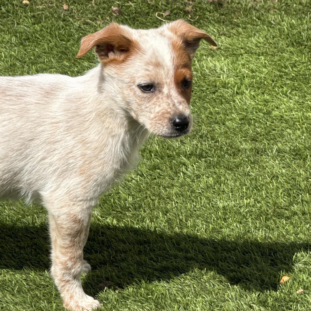 Enlarge Dash, a Adoptable Cattle Dog in Sacramento, CA image 2/2