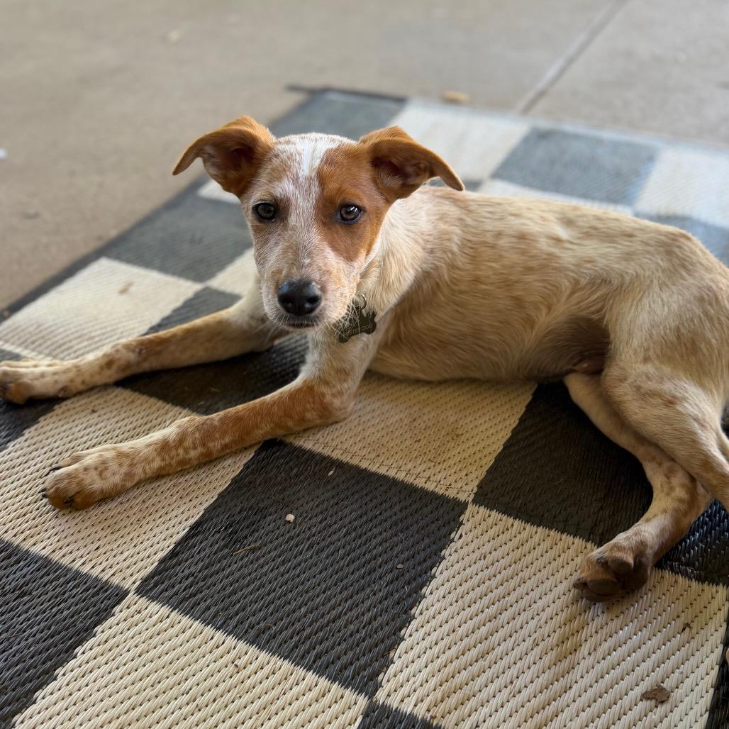 Enlarge Dash, a Adoptable Cattle Dog in Sacramento, CA image 6/6