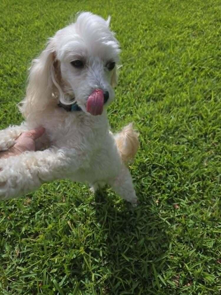 Bun Bun, Adoptable, Adult Male Poodle & Cavalier King Charles Spaniel.