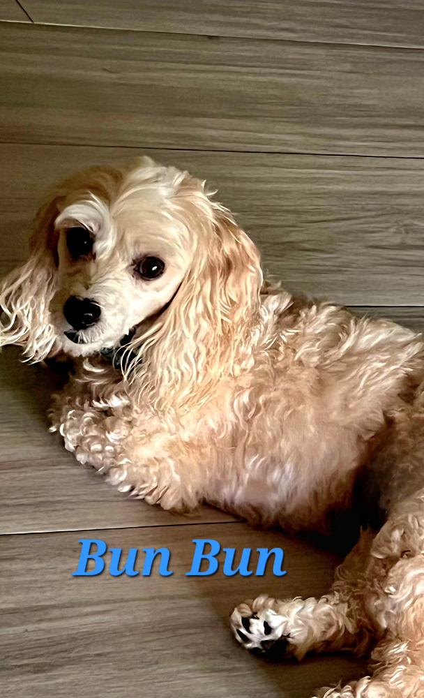 Enlarge Bun Bun, a Adoptable mixed breed in Plantation, FL image 2/6