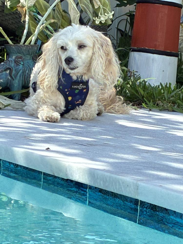 Bun Bun, a Adoptable mixed breed in Plantation, FL image 2/6