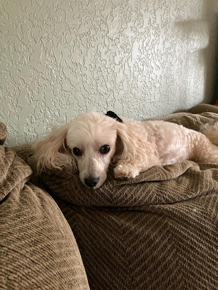 Bun Bun, Adoptable, Adult Male Poodle.