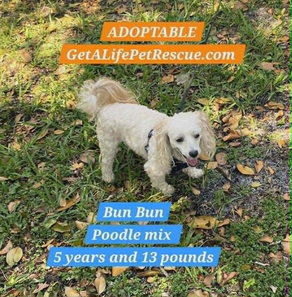 Bun Bun, a Adoptable mixed breed in Plantation, FL image 3/6