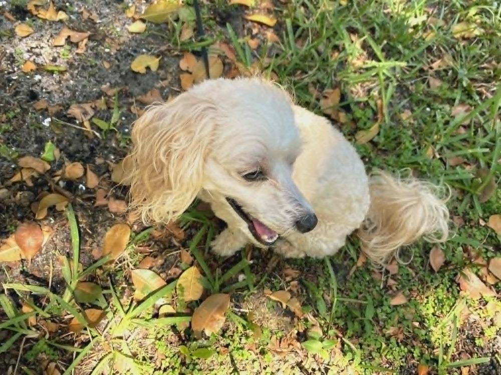 Bun Bun, a Adoptable mixed breed in Plantation, FL image 4/6