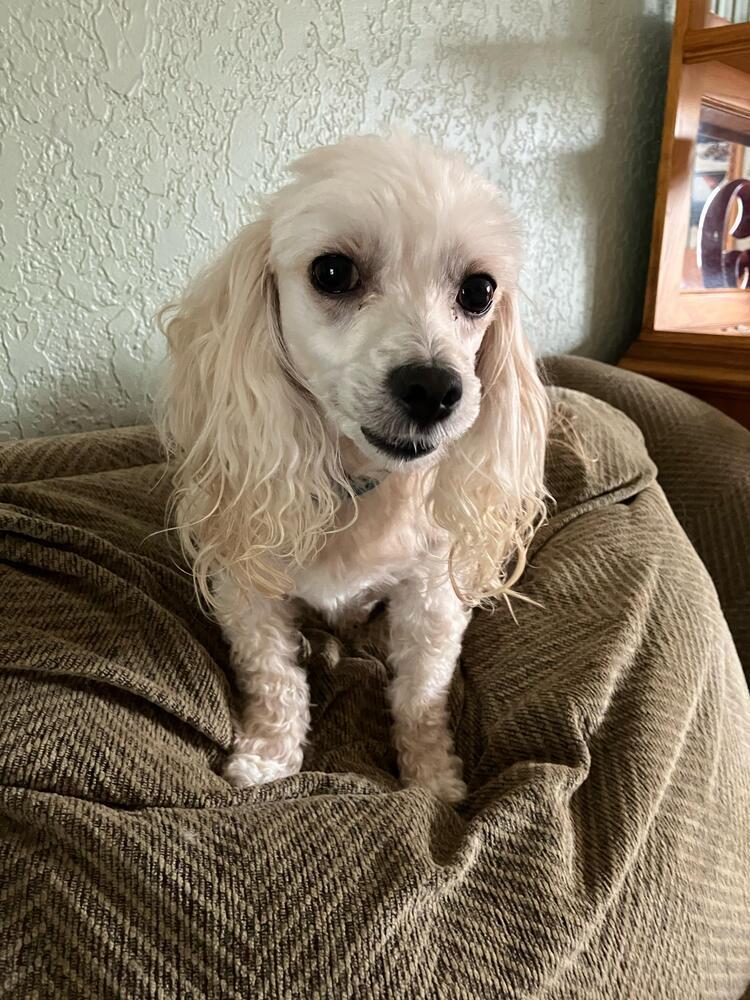 Bun Bun, a Adoptable mixed breed in Plantation, FL image 5/6