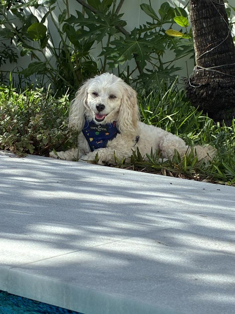 Bun Bun, a Adoptable mixed breed in Plantation, FL image 6/6