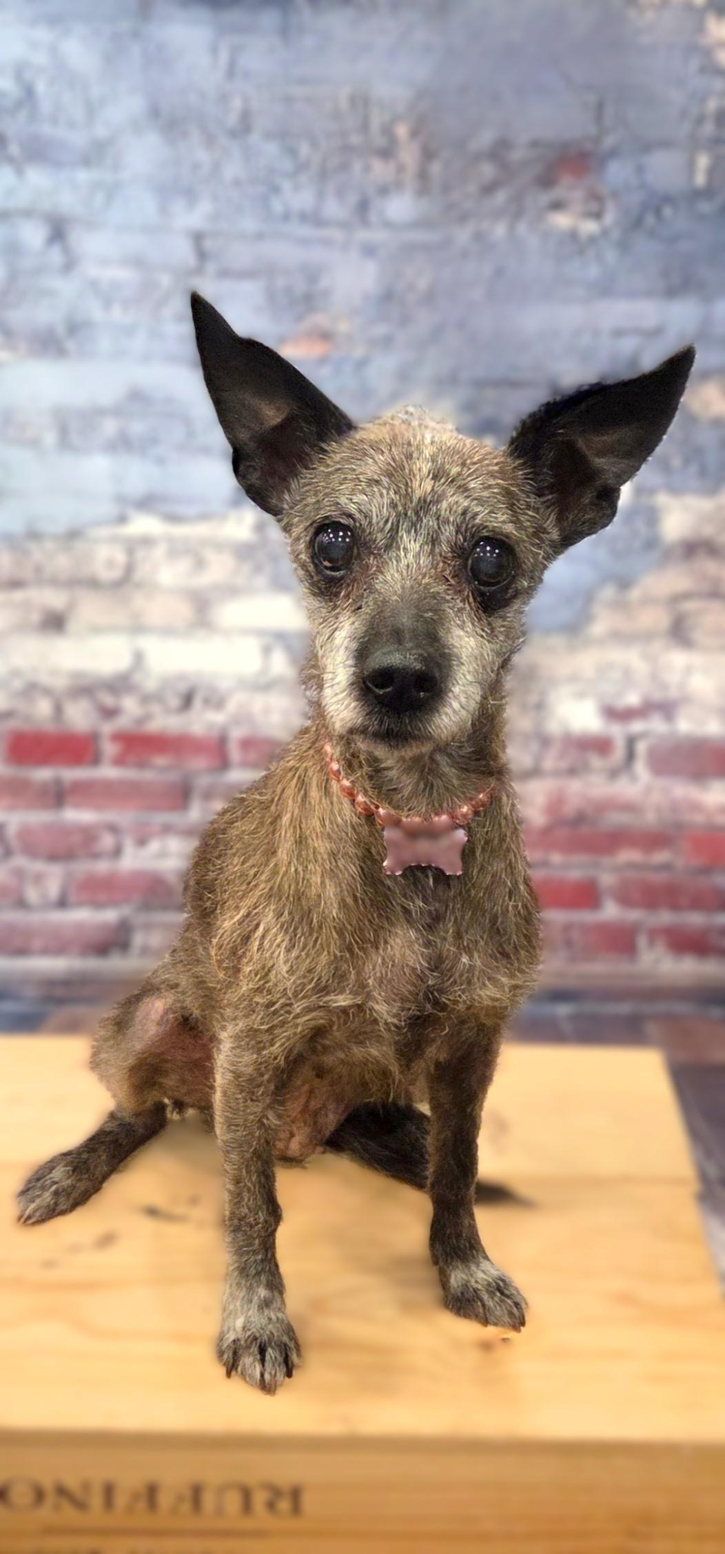 Pebbles, a ADOPTABLE mixed breed in Bridgeton, MO image 2/5