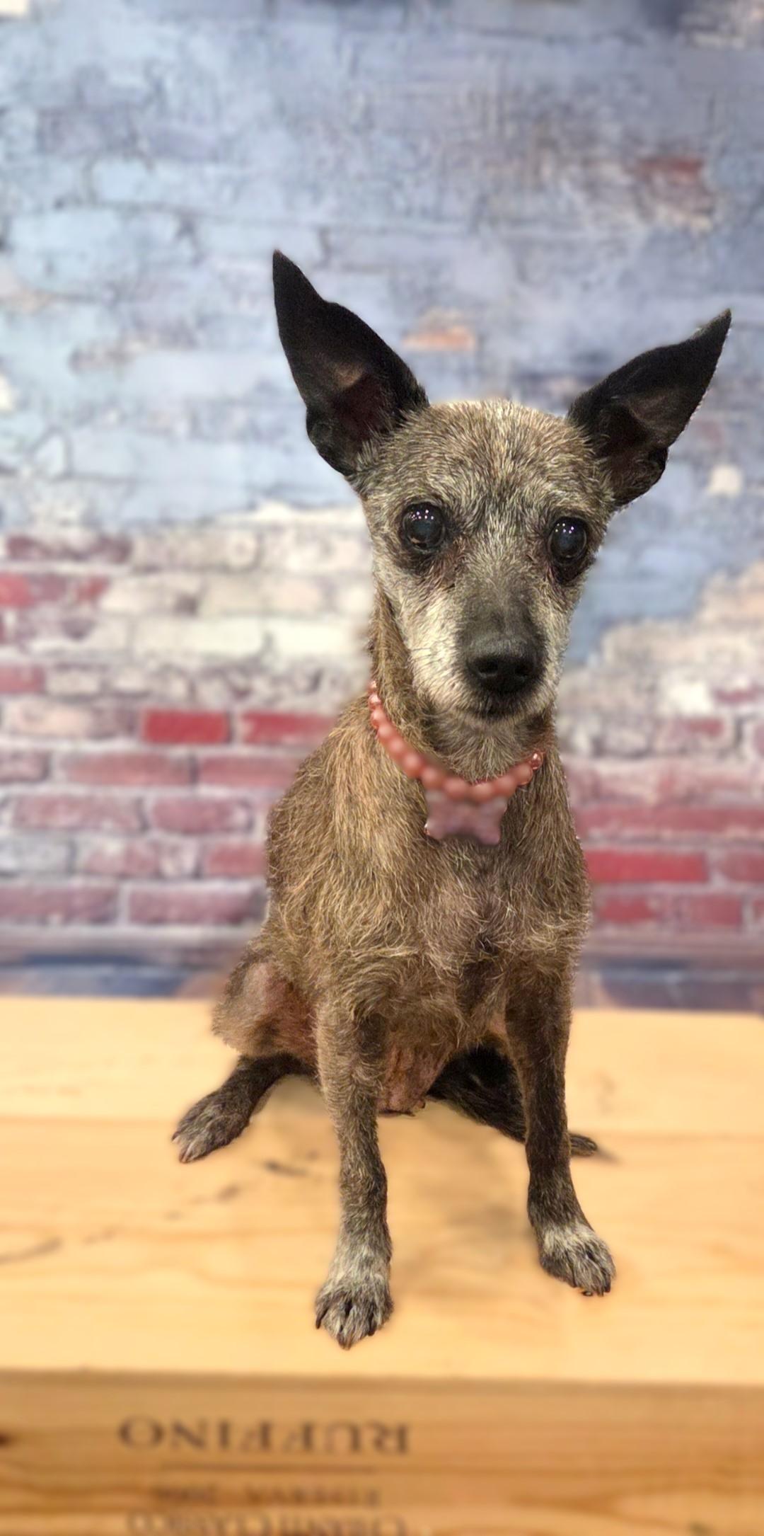 Pebbles, a ADOPTABLE mixed breed in Bridgeton, MO image 5/5