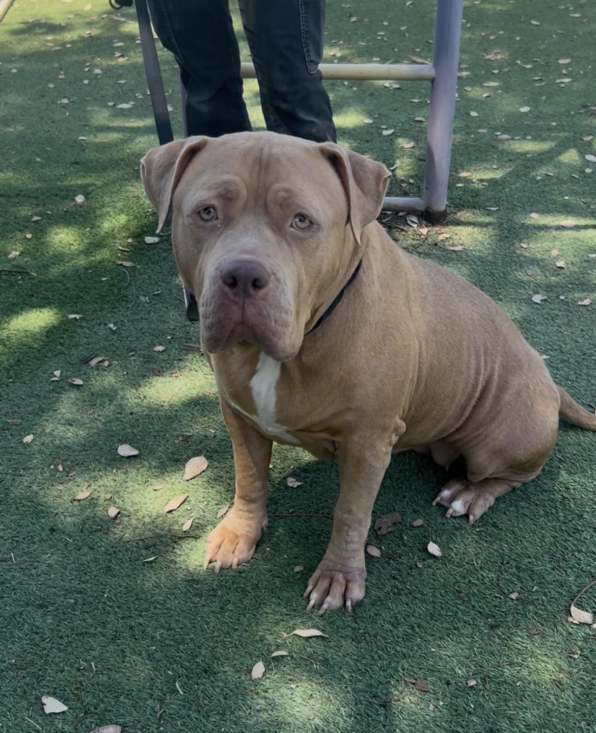 Enlarge Marigold, a Adoptable mixed breed in Mesa, AZ image 1/2
