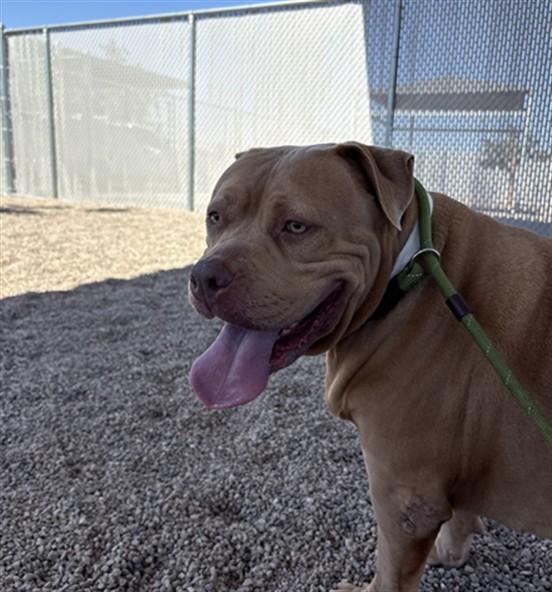 Enlarge Marigold, a Adoptable mixed breed in Mesa, AZ image 2/2
