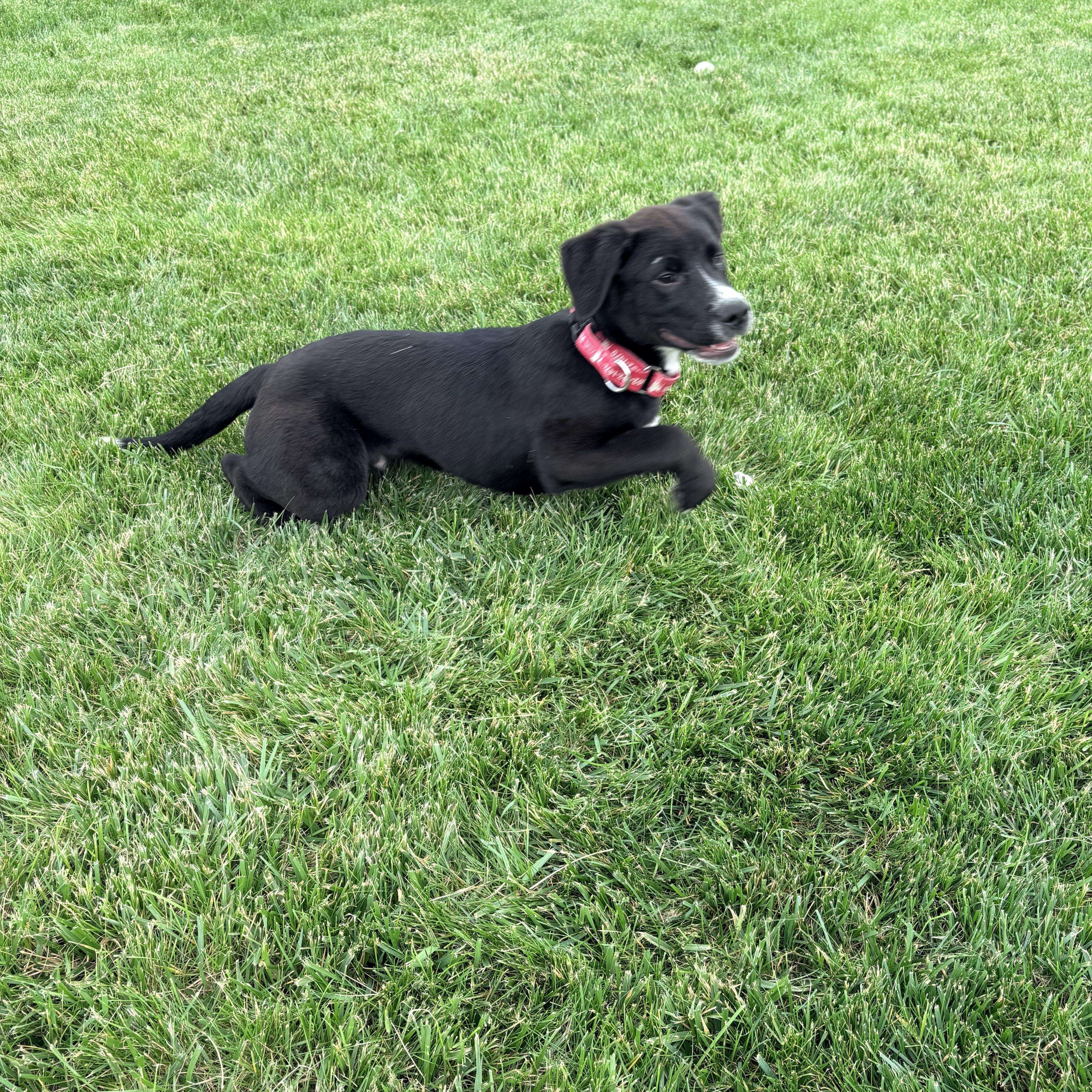 Enlarge Chester, an adopted Labrador Retriever in Indianapolis, IN image 4/4