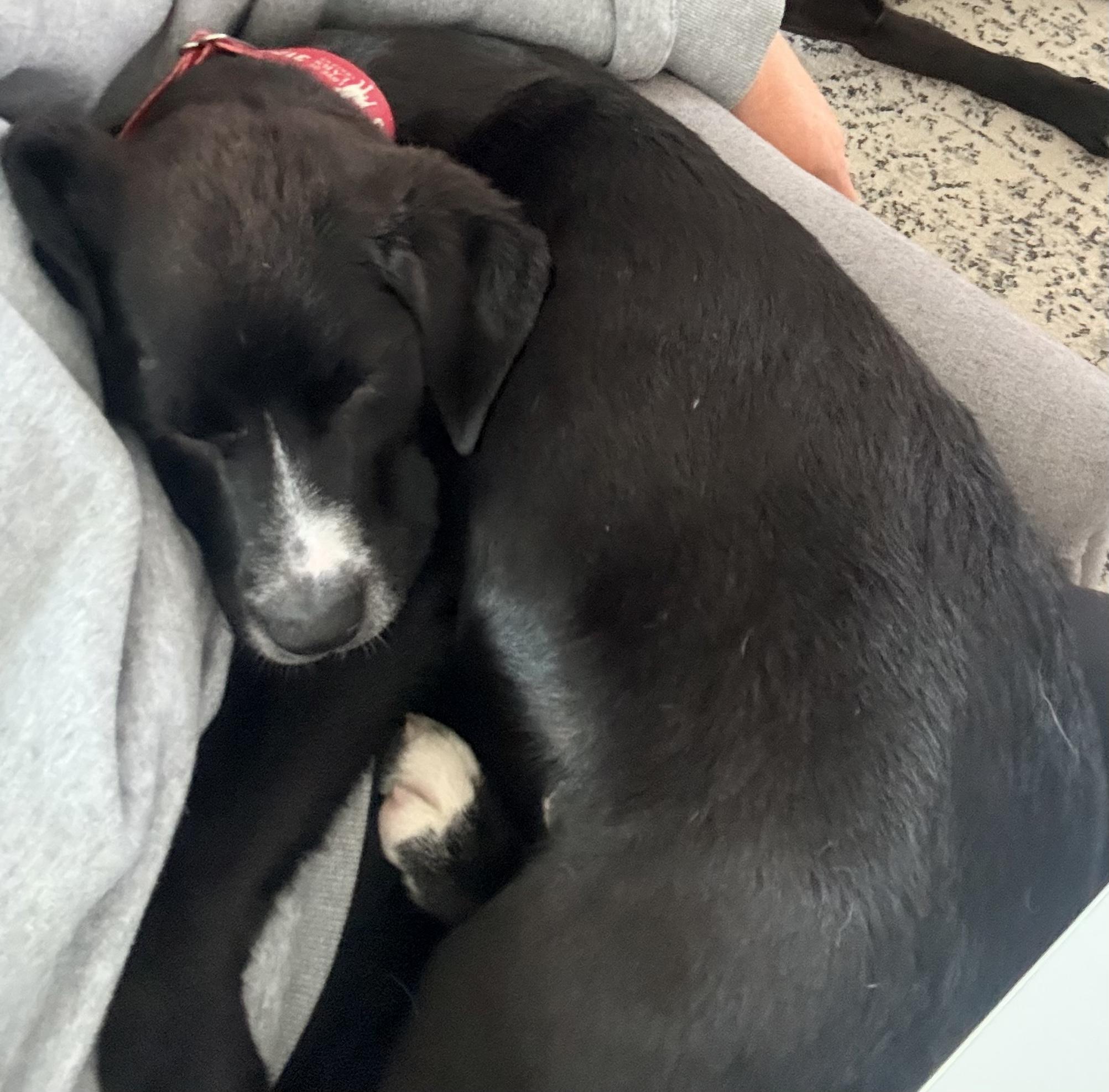 Enlarge Chester, an adopted Labrador Retriever in Indianapolis, IN image 2/4