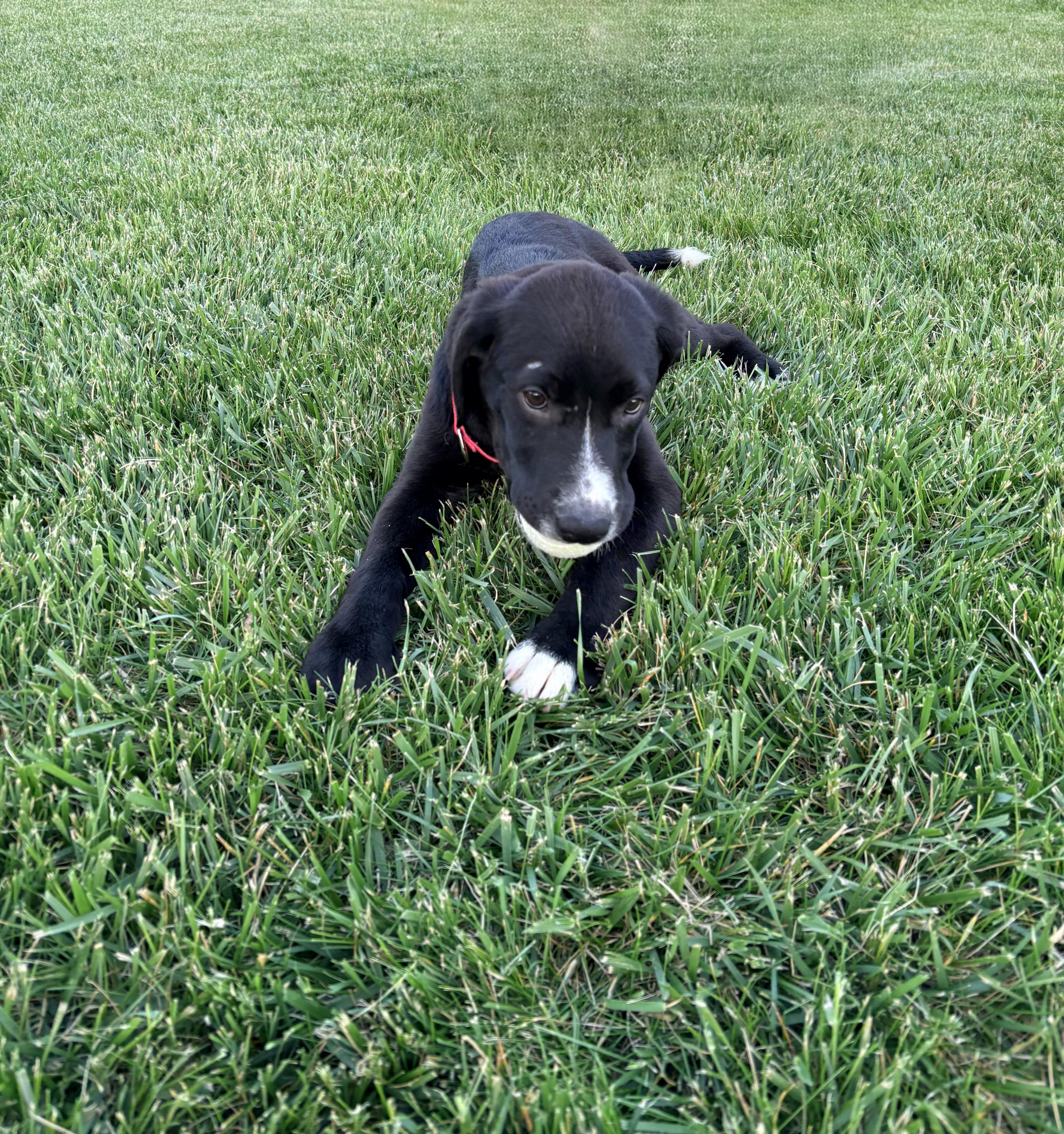 Enlarge Chester, an adopted Labrador Retriever in Indianapolis, IN image 3/4