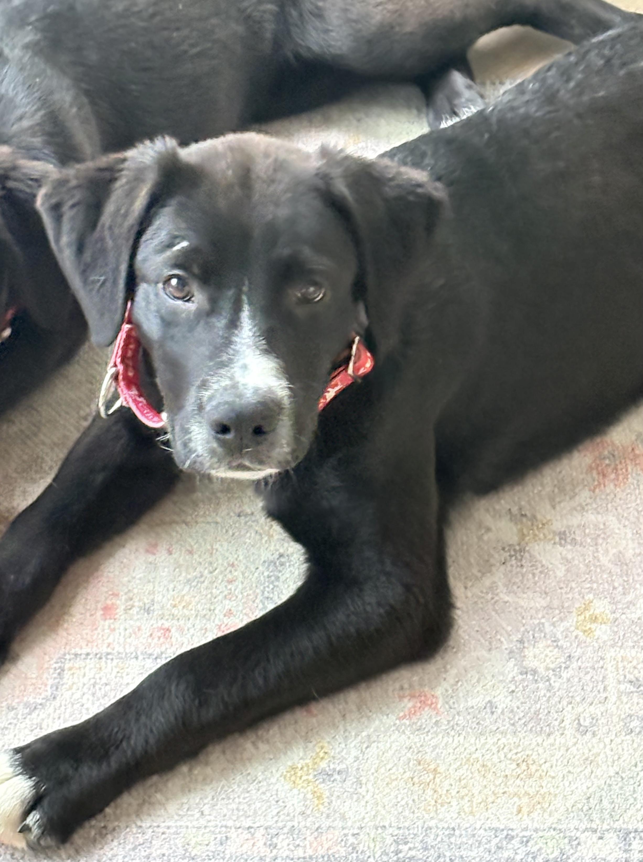 Enlarge Chester, an adopted Labrador Retriever in Indianapolis, IN image 1/4