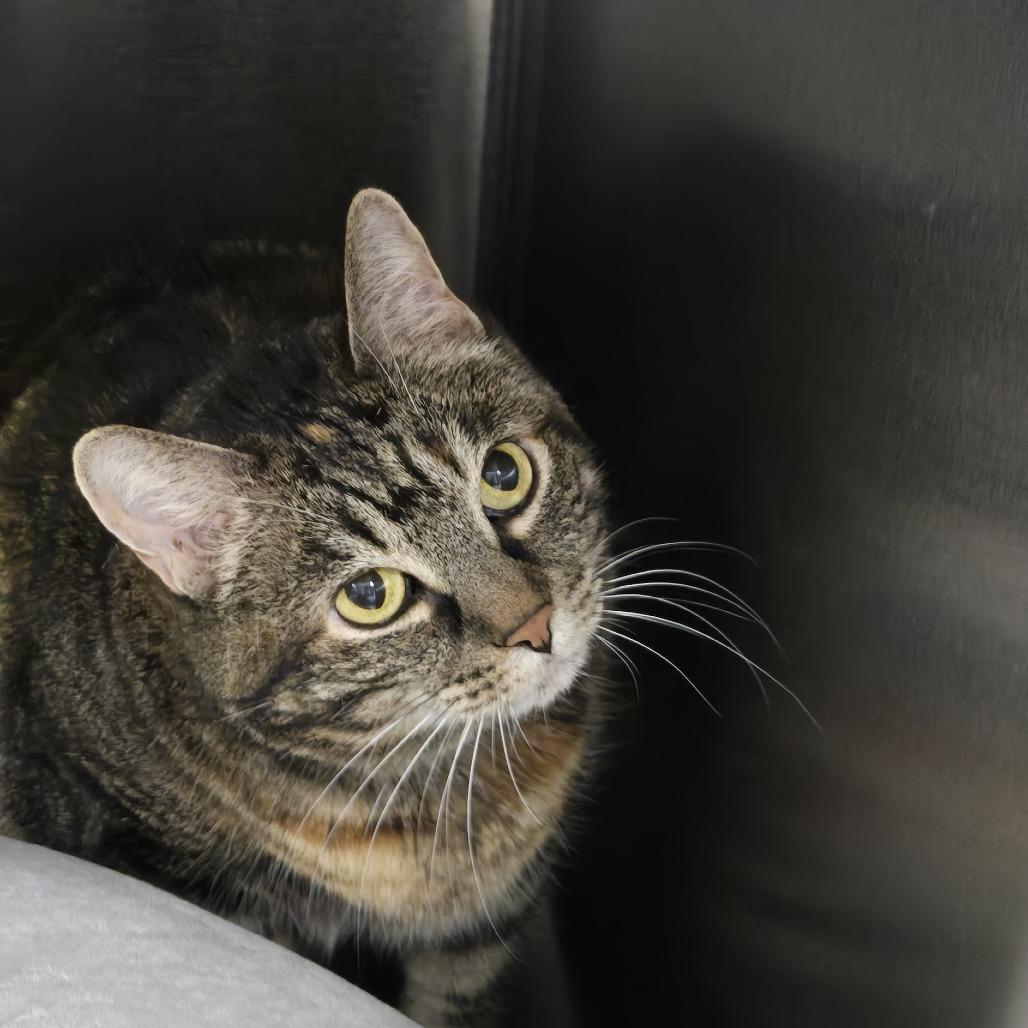 Bette (24-5063), Adoptable, Adult Female Domestic Short Hair.